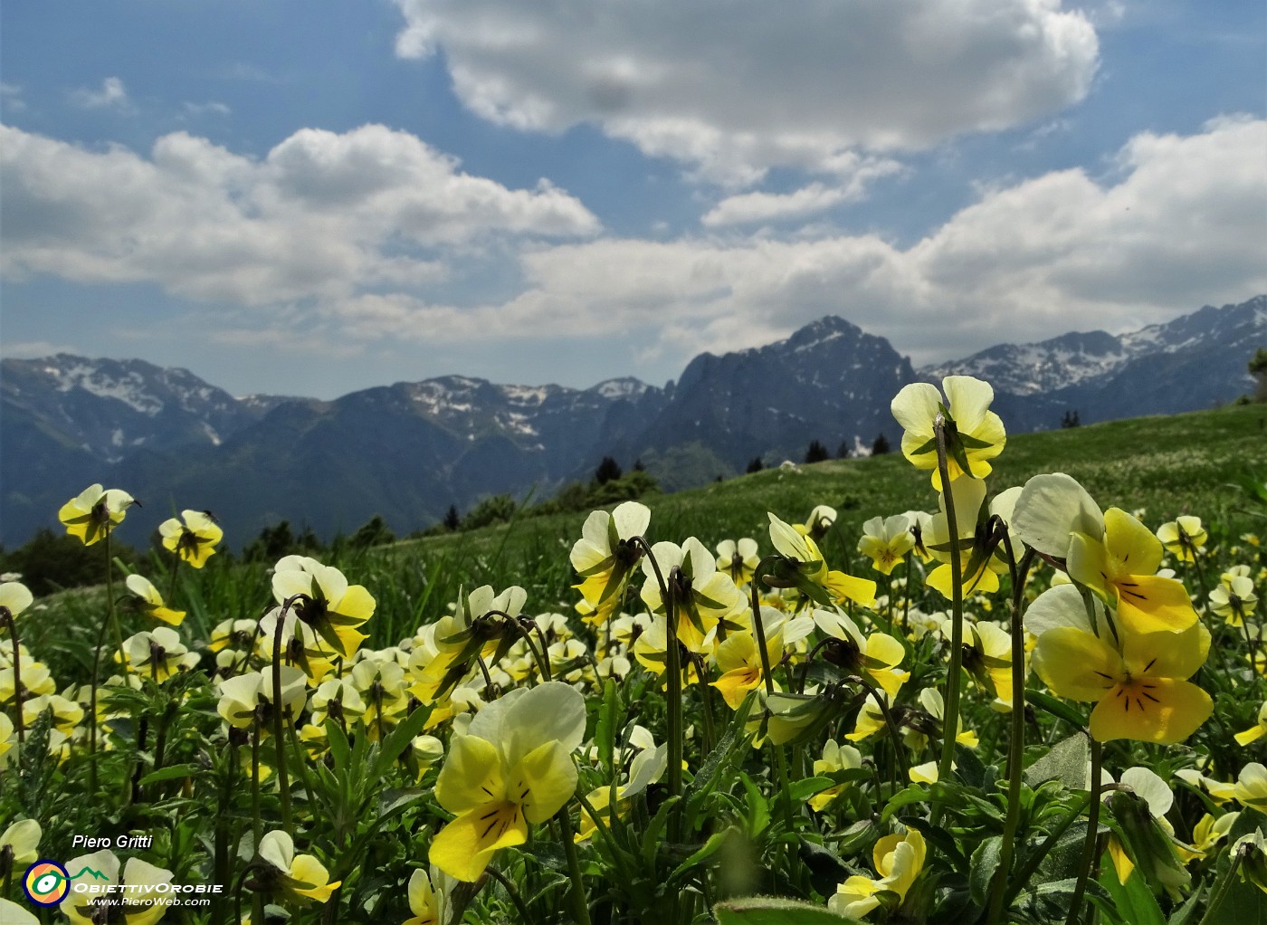 61 Fiori gialli. di viola gialla (viola biflora)...JPG